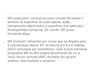 • M3 (opercular): começa no sulco circular da ínsula e
termina na superfície do sulco lateral, estão
intimamente relacionados a superfície dos opérculos
frontoparietal e temporal. Se curvão 180 graus
formando alças.
• M4 (cortical): composto por ramos que se dirigem para
a convexidade lateral. M1 se bifurca em 6 a 8 artérias
tronco principais por hemisférios, cada tronco individual
(segmento M2 ou M3) origina tipicamente de um a
cinco ramos corticais (M4), divididos em grupos
anterior, intermediário e posterior.
 