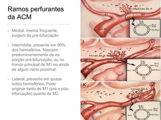 Ramos perfurantes
da ACM
• Medial: menos frequente,
surgem da pré-bifurcação
• Intermédia: presente em 90%
dos hemisférios. Nascem
predominantemente de na
porção pré-bifurcação, ou no
tronco principal de M1 ou ainda
de algum ramo proximal.
• Lateral: presente em quase
todos hemisférios. Pode
originar tanto de M1 (pré e pós-
bifurcação) quanto de M2.
 