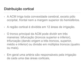 Distribuição cortical
• A ACM irriga toda convexidade cerebral, exceto pólo
occipital, frontal nem a margem superior do hemisférios.
• A região cortical é dividida em 12 áreas de irrigação.
• O tronco principal da ACM pode dividir em três
maneiras: bifurcação (troncos superior e inferior),
trifurcação (dando origem a três troncos, superior,
médio e inferior) ou divisão em múltiplos troncos (quatro
ou mais).
• Em geral uma artéria são responsáveis pela irrigação
de cada uma das áreas corticais,
 