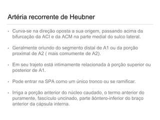 Artéria recorrente de Heubner
• Curva-se na direção oposta a sua origem, passando acima da
bifurcação da ACI e da ACM na parte medial do sulco lateral.
• Geralmente oriundo do segmento distal de A1 ou da porção
proximal de A2 ( mais comumente de A2).
• Em seu trajeto está intimamente relacionada à porção superior ou
posterior de A1.
• Pode entrar na SPA como um único tronco ou se ramificar.
• Irriga a porção anterior do núcleo caudado, o termo anterior do
puramente, fascículo uncinado, parte âóntero-inferior do braço
anterior da cápsula interna.
 