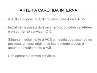 ARTÉRIA CARÓTIDA INTERNA
• A ACI se origina da ACC no nível C3-C4 ou C4-C5.
• Inicialmente possui dois segmentos, o bulbo carotídeo
e o segmento cervical (C1).
• Situa-se medialmente à ACE a medida que ascende no
pescoço, embora origina-se lateralmente a esta; é
anterior e mediamente a VJI.
• Não apresenta ramos cervicais.
 