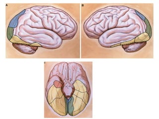 Vascularizacao cerebral