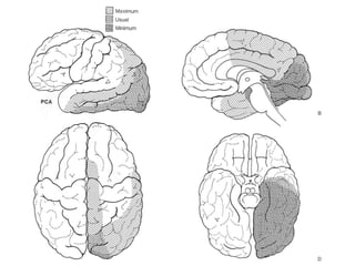 Vascularizacao cerebral