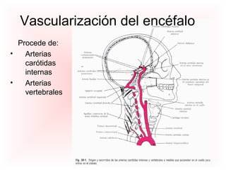 Vascularización del encéfalo
Procede de:
• Arterias
carótidas
internas
• Arterias
vertebrales
 