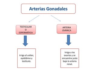 TESTICULAR         ARTERIA
      O             OVÁRICA
ESPERMÁTICA




                       Irriga a los
Irriga al uréter,     ovarios y se
  epidídimo y       encuentra justo
    testículo.       bajo la arteria
                          renal.
 
