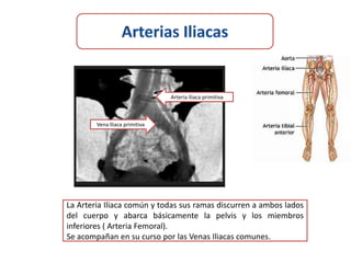 Arteria Iliaca primitiva



        Vena Iliaca primitiva




La Arteria Iliaca común y todas sus ramas discurren a ambos lados
del cuerpo y abarca básicamente la pelvis y los miembros
inferiores ( Arteria Femoral).
Se acompañan en su curso por las Venas Iliacas comunes.
 