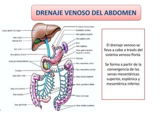 El drenaje venoso se
lleva a cabo a través del
  sistema venoso Porta.

Se forma a partir de la
 convergencia de las
 venas mesentéricas
 superior, esplénica y
 mesentérica inferior.
 