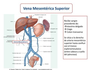 Recibe sangre
                         procedente de:
                         Intestino delgado
                          Ciego
                          Colon transverso

                         Se sitúa a la derecha
                         de arteria mesentérica
Arteria Mesentérica S.
                         superior hasta confluir
                         con el tronco
                         esplenomesalaíco
                         (entre cabeza y cuello
                         del páncreas)
 