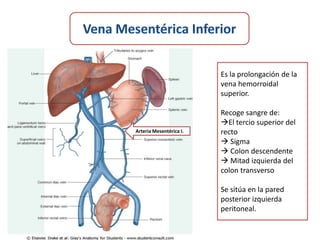 Es la prolongación de la
                         vena hemorroidal
                         superior.

                         Recoge sangre de:
                         El tercio superior del
Arteria Mesentérica I.   recto
                          Sigma
                          Colon descendente
                          Mitad izquierda del
                         colon transverso

                         Se sitúa en la pared
                         posterior izquierda
                         peritoneal.
 