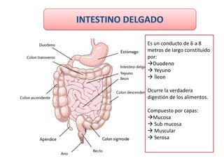 Es un conducto de 6 a 8
metros de largo constituido
por:
Duodeno
 Yeyuno
 Íleon

Ocurre la verdadera
digestión de los alimentos.

Compuesto por capas:
Mucosa
 Sub mucosa
 Muscular
 Serosa
 