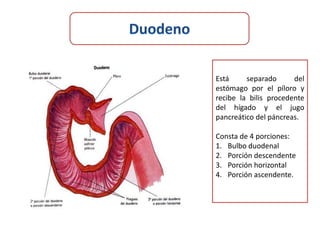 Está     separado      del
estómago por el píloro y
recibe la bilis procedente
del hígado y el jugo
pancreático del páncreas.

Consta de 4 porciones:
1. Bulbo duodenal
2. Porción descendente
3. Porción horizontal
4. Porción ascendente.
 