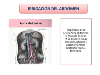 Responsable de la
Arteria Aorta abdominal.
   Va desde T12 a L4
  Se divide en ramas
 anteriores, laterales y
   posteriores; ramas
   colaterales y ramas
       terminales.
 