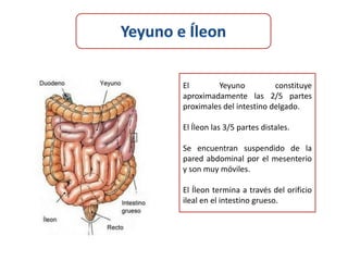 El       Yeyuno           constituye
aproximadamente las 2/5 partes
proximales del intestino delgado.

El Íleon las 3/5 partes distales.

Se encuentran suspendido de la
pared abdominal por el mesenterio
y son muy móviles.

El Íleon termina a través del orificio
ileal en el intestino grueso.
 