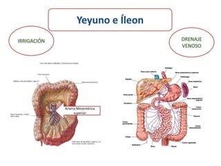 Arteria Mesentérica
      superior
 