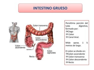 Penúltima porción del
tubo         digestivo,
formado por:
Ciego
 Colon
 Canal Anal.

Mide aprox. 1        ½
metros de largo.

El colon se divide en:
Colon ascendente
 Colon transverso
 Colon descendente
 Recto
 