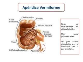 Tiene              un
revestimiento      de
células linfoides.

Mide         como
promedio 9 cm.

De gran interés
diagnóstico por la
frecuencia con la
que se inflama.
 