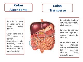 Se extiende desde la
Se extiende desde
                      flexura cólica derecha
el ciego hasta la
                      a la izquierda.
flexura     cólica
derecha.
                      Su borde de inserción
                      pasa a lo largo de la
Se relaciona con el
                      cabeza y cuerpo del
riñón derecho y
                      páncreas.
porción
descendente del
                      Se relaciona con el
duodeno, además
                      hígado,    estomago,
de las estructuras
                      porción descendente
musculares de la
                      del         duodeno,
pared posterior.
                      páncreas,       bolsa
                      omental y bazo.
 
