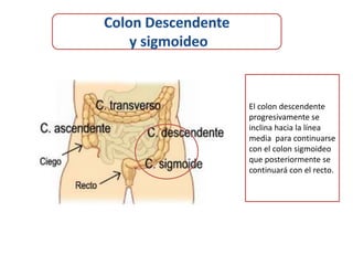 El colon descendente
progresivamente se
inclina hacia la línea
media para continuarse
con el colon sigmoideo
que posteriormente se
continuará con el recto.
 