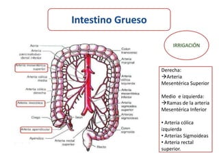 Derecha:
Arteria
Mesentérica Superior

Medio e izquierda:
Ramas de la arteria
Mesentérica Inferior

• Arteria cólica
izquierda
• Arterias Sigmoideas
• Arteria rectal
superior.
 