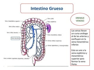 Las venas llevan
un curso análogo
al de las arterias y
confluyen en la
vena mesentérica
inferior.

Esta se une a la
vena esplénica y
mesentérica
superior para
formar la vena
Porta.
 