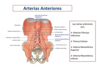 Las ramas anteriores
        son:

 Arterias frénicas
inferiores

 Tronco Celiaco

 Arteria Mesentérica
Superior

 Arteria Mesentérica
Inferior
 