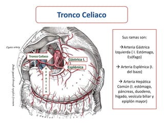 Sus ramas son:

   Arteria Gástrica
Izquierda ( I. Estómago,
       Esófago)

 Arteria Esplénica (I.
     del bazo)

   Arteria Hepática
 Común (I. estómago,
  páncreas, duodeno,
hígado, vesícula biliar y
    epiplón mayor)
 