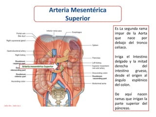 Es La segunda rama
impar de la Aorta
que      nace   por
debajo del tronco
celiaco.

Irriga el Intestino
delgado y la mitad
derecha          del
intestino    grueso,
desde el origen al
ángulo     esplénico
del colon.

De aquí nacen
ramas que irrigan la
parte superior del
páncreas.
 