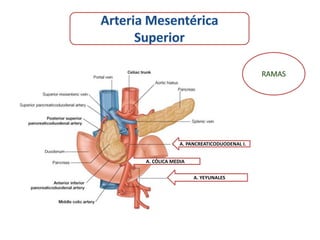 A. PANCREATICODUODENAL I.


A. CÓLICA MEDIA


                  A. YEYUNALES
 