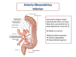 Esta arteria irriga la mitad
                          izquierda del colon y el recto.
                          Nace de la cara anterior de la
                          aorta abdominal a nivel de L3.

                          Se divide a su vez en:

                          Arteria Cólica Izquierda
A. Mesentérica Inferior
                           Arterias Sigmoideas
                           Arteria Rectal Superior
 