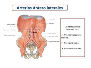 Las ramas antero
     laterales son:

 Arterias Capsulares
medias.

 Arterias Renales

 Arterias Gonadales
 