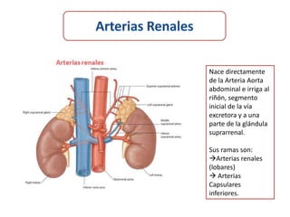 Nace directamente
de la Arteria Aorta
abdominal e irriga al
riñón, segmento
inicial de la vía
excretora y a una
parte de la glándula
suprarrenal.

Sus ramas son:
Arterias renales
(lobares)
 Arterias
Capsulares
inferiores.
 