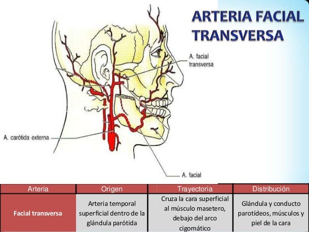 Vascularización de la cara
