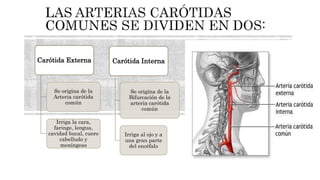 Da Lugar a 5 arterias:
Arteria Oftálmica
Arteria cerebral media
Arteria Cerebral Anterior
Arteria coroidea
Arteria Comunic...