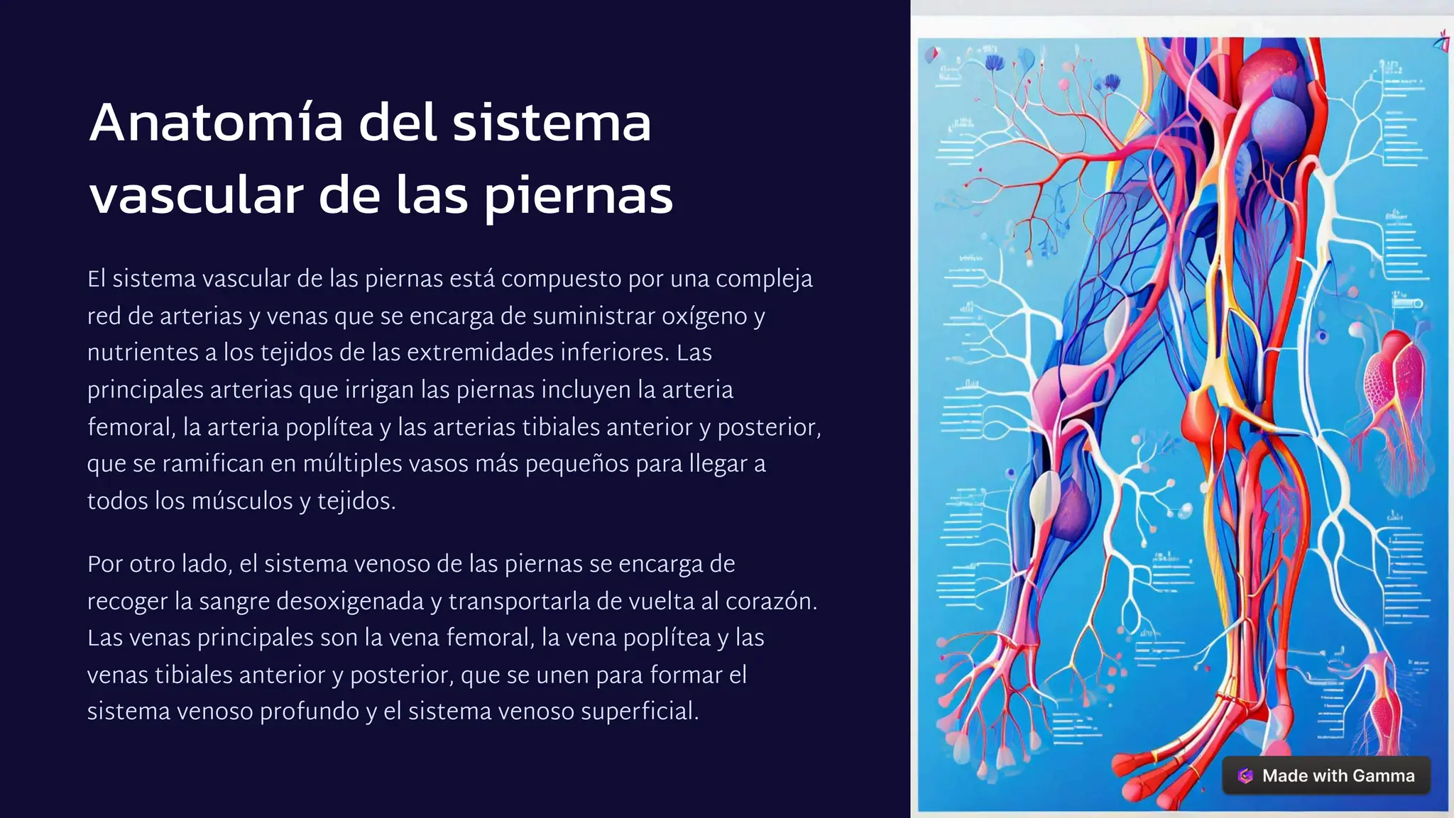 Vascular Rarea Vascularizacion de miembros inferiores.. | PDF