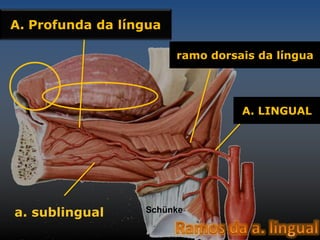 a. sublingual 
ramo dorsais da língua 
Schünke 
A. LINGUAL 
A. Profunda da língua 
 