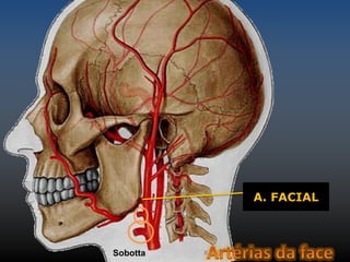 t 
A. FACIAL 
Sobotta 
 