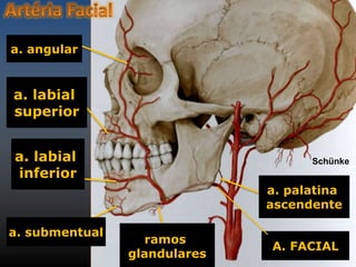 a. palatina 
ascendente 
A. FACIAL 
ramos 
glandulares 
a. angular 
a. labial 
superior 
a. labial 
inferior 
a. submentual 
Schünke 
 