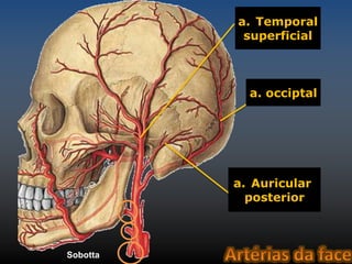 a. Temporal 
superficial 
a. occiptal 
a. Auricular 
posterior 
Sobotta 
 