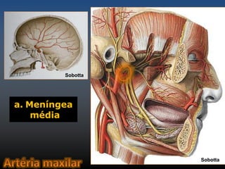 a. Meníngea 
média 
Sobotta 
Sobotta 
 