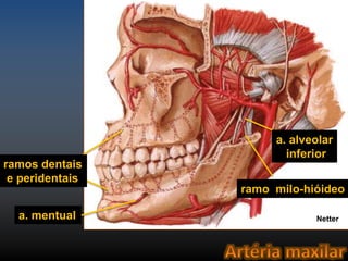 a. alveolar 
inferior 
ramo milo-hióideo 
ramos dentais 
e peridentais 
a. mentual 
Netter 
 