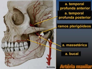 a. temporal 
profunda anterior 
a. temporal 
profunda posterior 
ramos pterigóideos 
a. massetérica 
a. bucal 
Schünke 
 