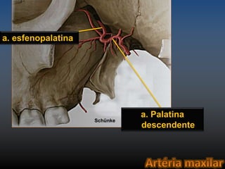 a. Palatina 
descendente 
a. esfenopalatina 
Schünke 
 