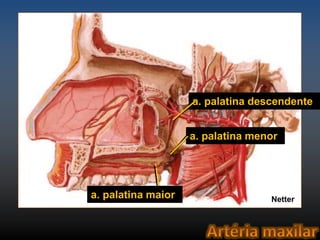 a. palatina descendente 
a. palatina menor 
a. palatina maior Netter 
 