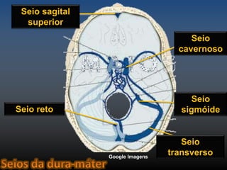 Seio sagital 
superior 
Seio reto 
Seio 
cavernoso 
Seio 
sigmóide 
Seio 
transverso 
Google Imagens 
 