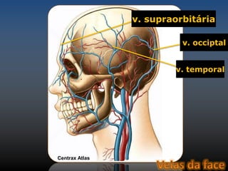 v. supraorbitária 
v. occiptal 
v. temporal 
Centrax Atlas 
 