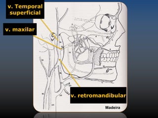 v. Temporal 
superficial 
v. maxilar 
v. retromandibular 
Madeira 
 