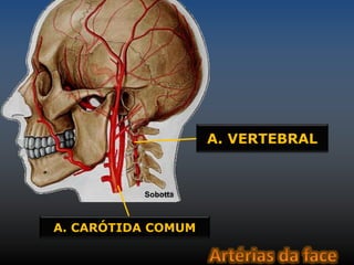 t 
A. CARÓTIDA COMUM 
A. VERTEBRAL 
Sobotta 
 