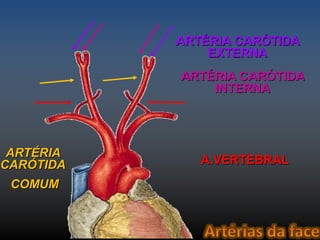 ARTÉRIA CARÓTIDA 
EXTERNA 
ARTÉRIA 
CARÓTIDA 
COMUM 
ARTÉRIA CARÓTIDA 
INTERNA 
A.VERTEBRAL 
 