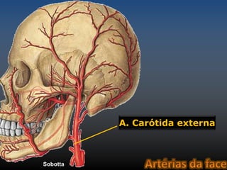 A. Carótida externa 
Sobotta 
 