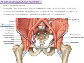 ARTÉRIA CIRCUNFLEXA ILÍACA PROFUNDA
- Posterior ao ligamento inguinal
- Anastomose: - Ramo ascendente da artéria circunflexa femoral lateral; - Artéria iliolombar; - Artéria glútea.
- Atravessa a fáscia transversal e passa ao longo do lábio interno da crista do ílio até metade, onde perfura o
transverso do abdómen e dirige-se posteriormente, entre este músculo e o oblíquo interno.
 